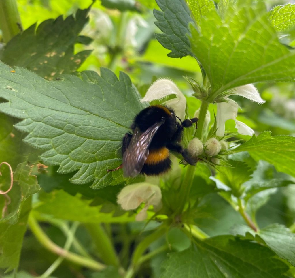 Time to Embrace&nbsp;Weeds?