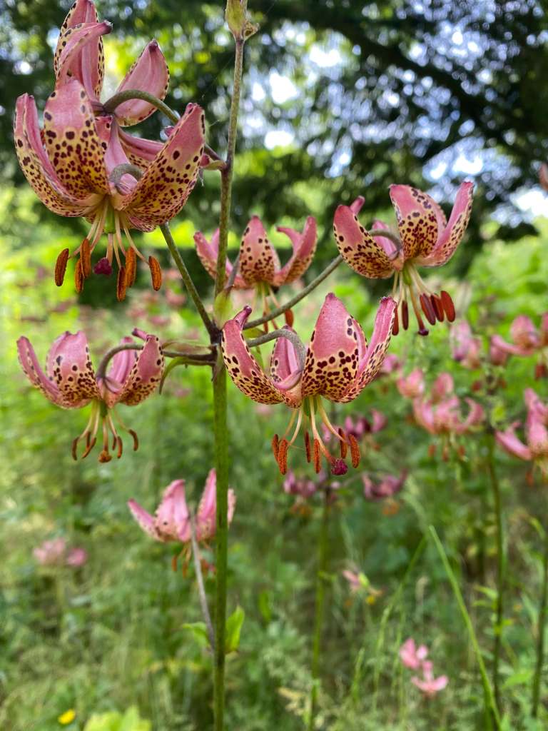 The Chelsea Chop&nbsp;Secret