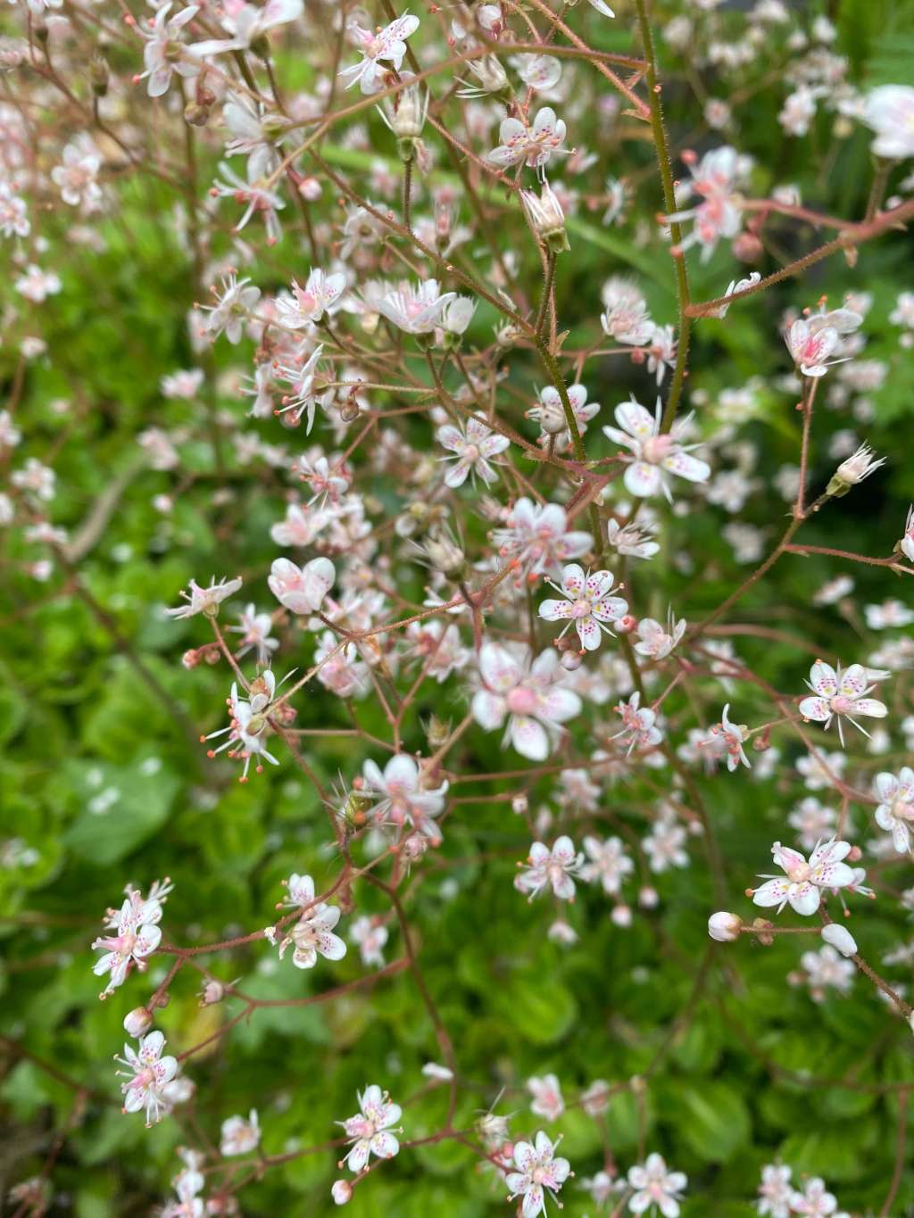 Answering common FAQs